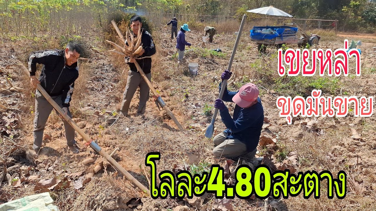 พ่อค้าเกราคาเหมาทังสวนเขยหล่าขุดมันขายโลละ4.80สะตาง💪 26 มกราคม ค.ศ. 2026