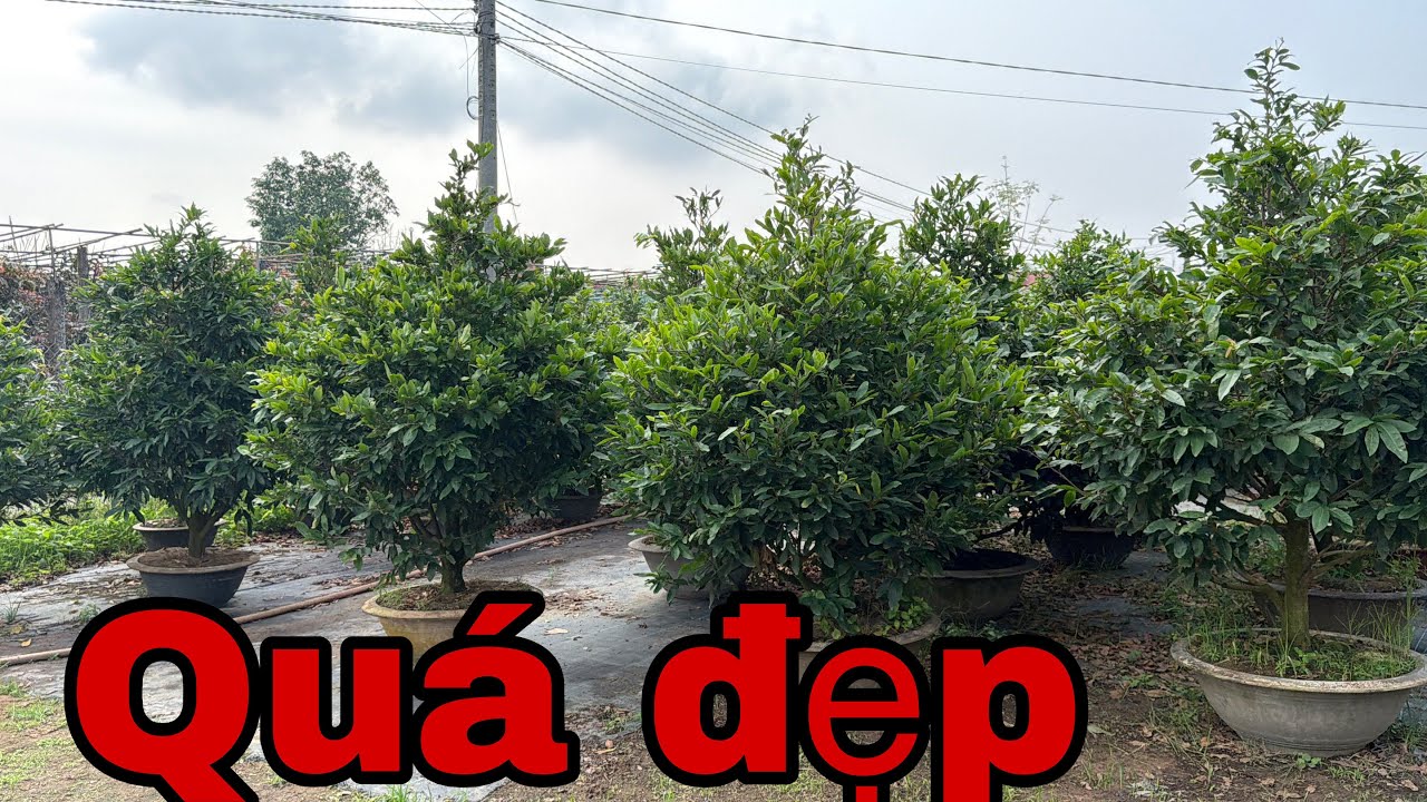 27/12📱 034 2017097 gặp Nhung📱mai vàng chơi tết giá rẻ