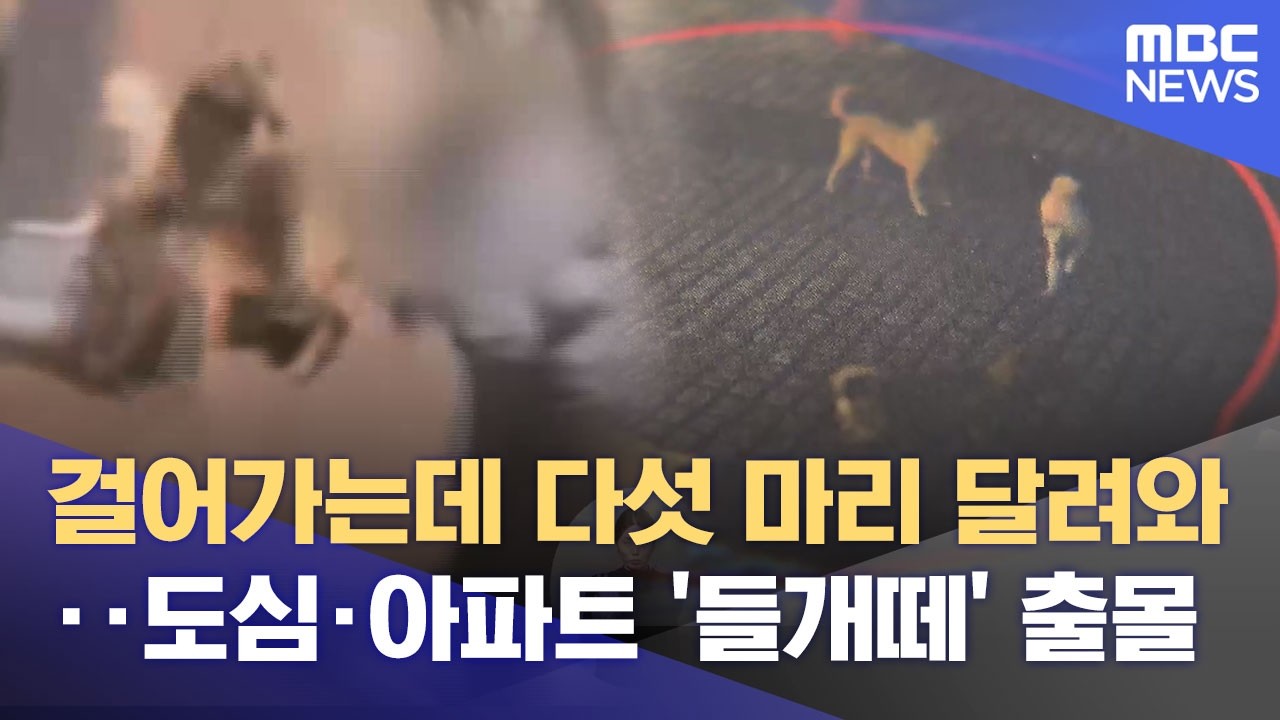 전주 도심가에 '들개떼' 속출‥ 사납게 달려들어 행인 위협 (2026.02.11/뉴스데스크/전주MBC)