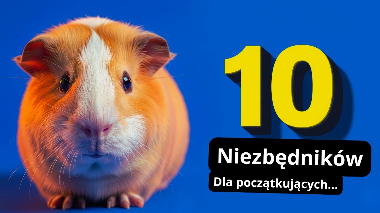 Nie kupuj świnki bez TEGO! #świnkamorska #wyprawka #poradnik