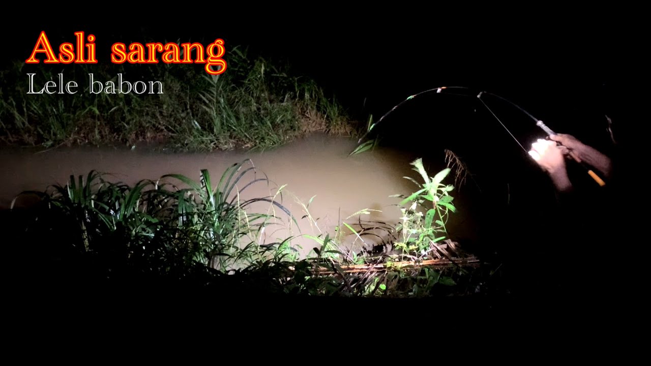 MANCING MALAM.!!! IKAN LELE NYA PADA GUMPUL MENCARI MAKAN DI DEKAT TUMBUAN PANDAN