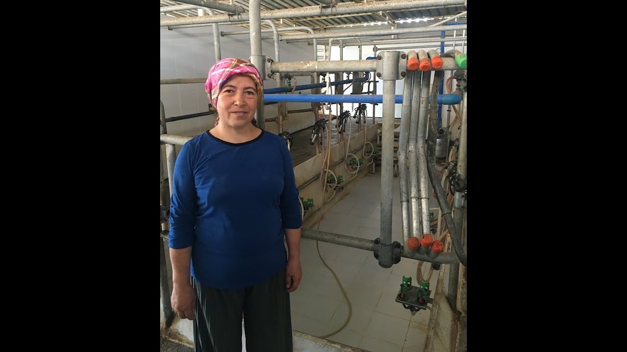 İnek sağım sistemi #10lu #inek #sağım #sistem #ineksağımsistemi #sağımsistem #elvedanınçiftlikhayatı