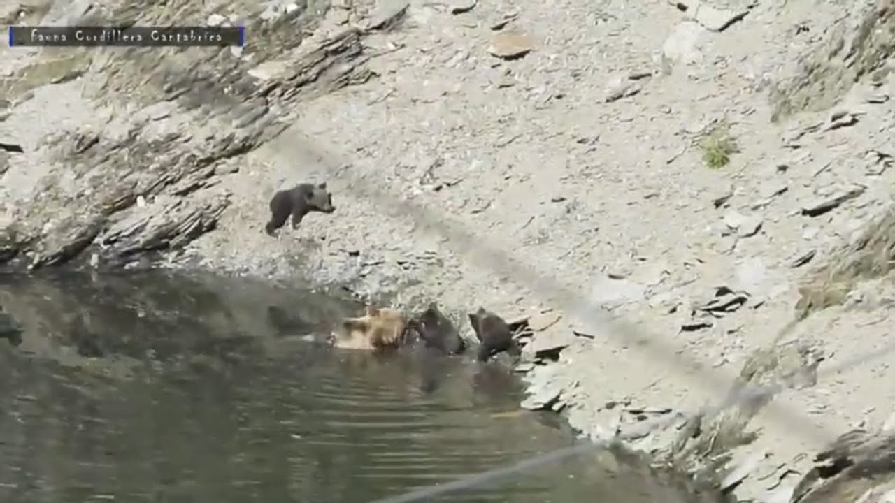 OSA CON TRES OSEZNOS pequeñitos DANDOSE UN BAÑO (Ursus arctos)