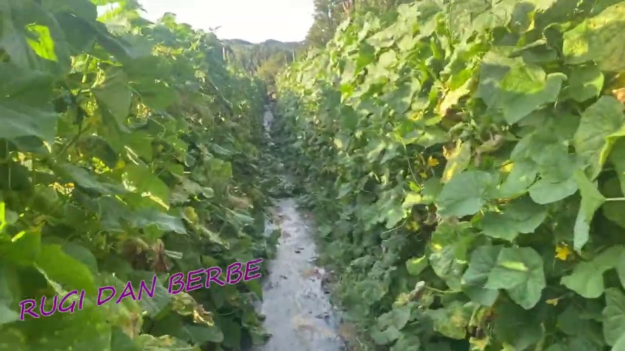 BERBA ORGANSKIH KORNIŠONA