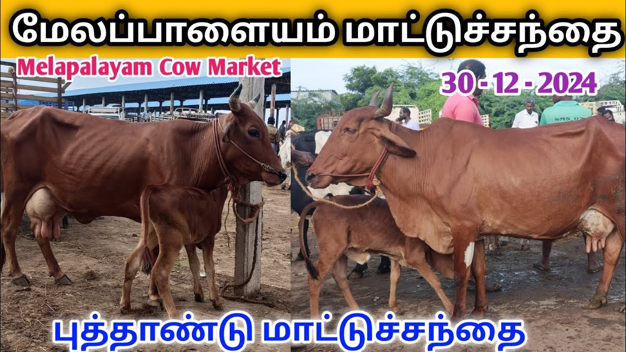 மேலப்பாளையம் மாட்டுச்சந்தை | Melapalayam Cow market | @kalnadaitholan | cow market புத்தாண்டு சந்தை