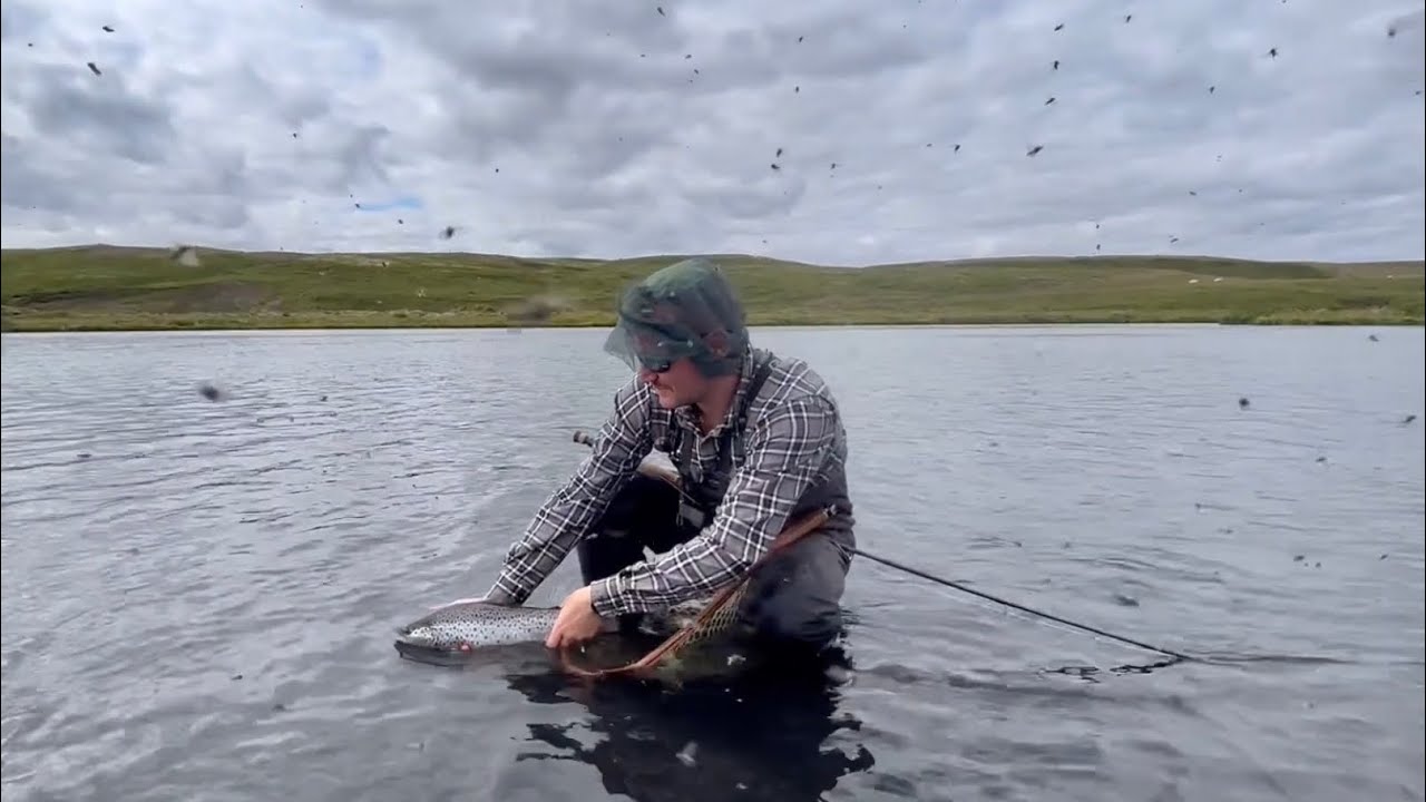 Brown Trout Fishing in Iceland 2023 edition pt. 3