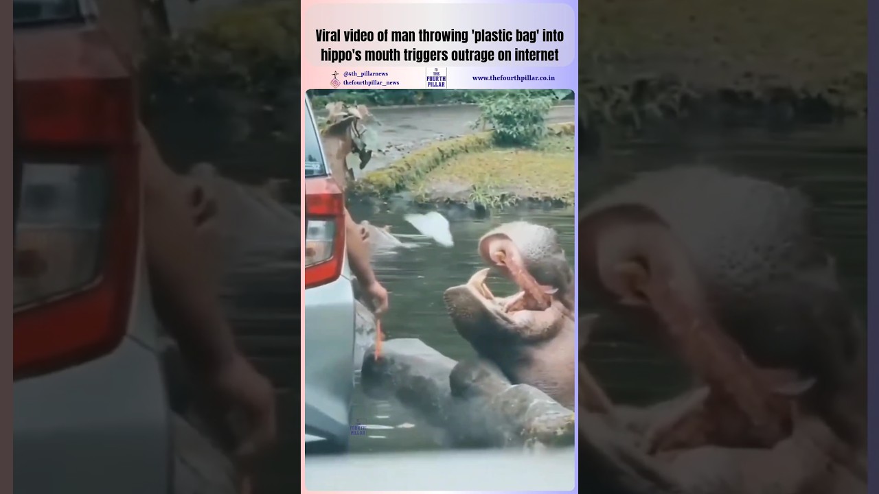 #Hippo #PlasticBag #Viralvideo #wildlifeSafari #Indonesia #WildlifePark #Safari #Wildlife #Animal