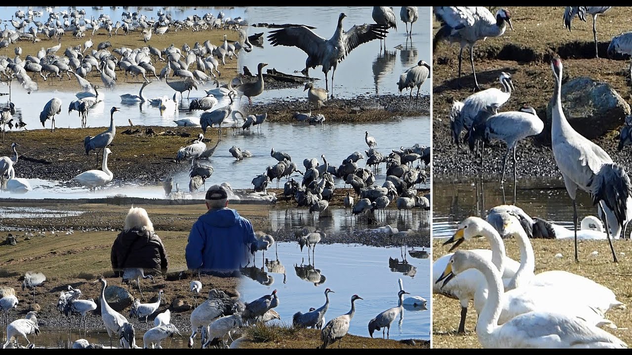 Hornborgasj&ouml;n 2015 - Tranor och s&aring;ngsvanar i finaste v&auml;der / Cranes
