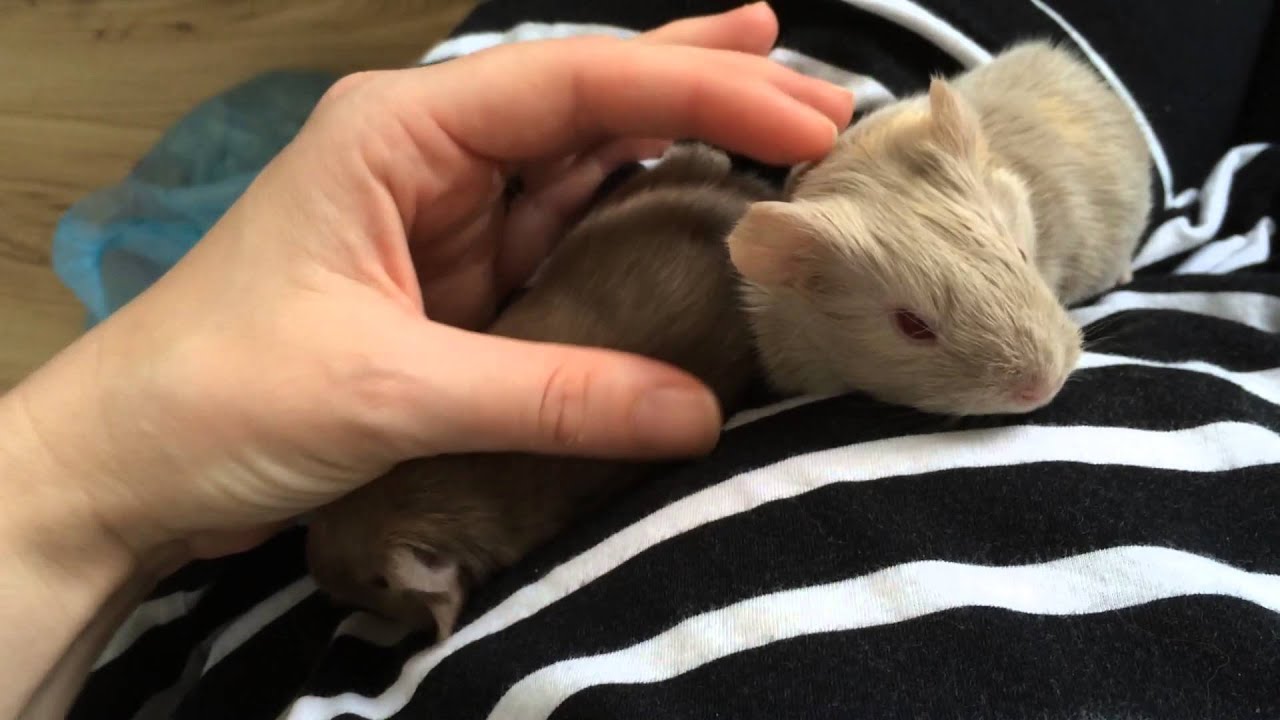 Newborn Baby Guinea Pigs Squeaking