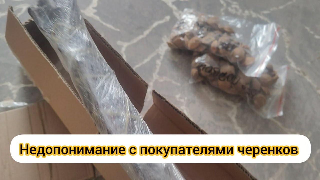 Недопонимание с покупателем черенков.