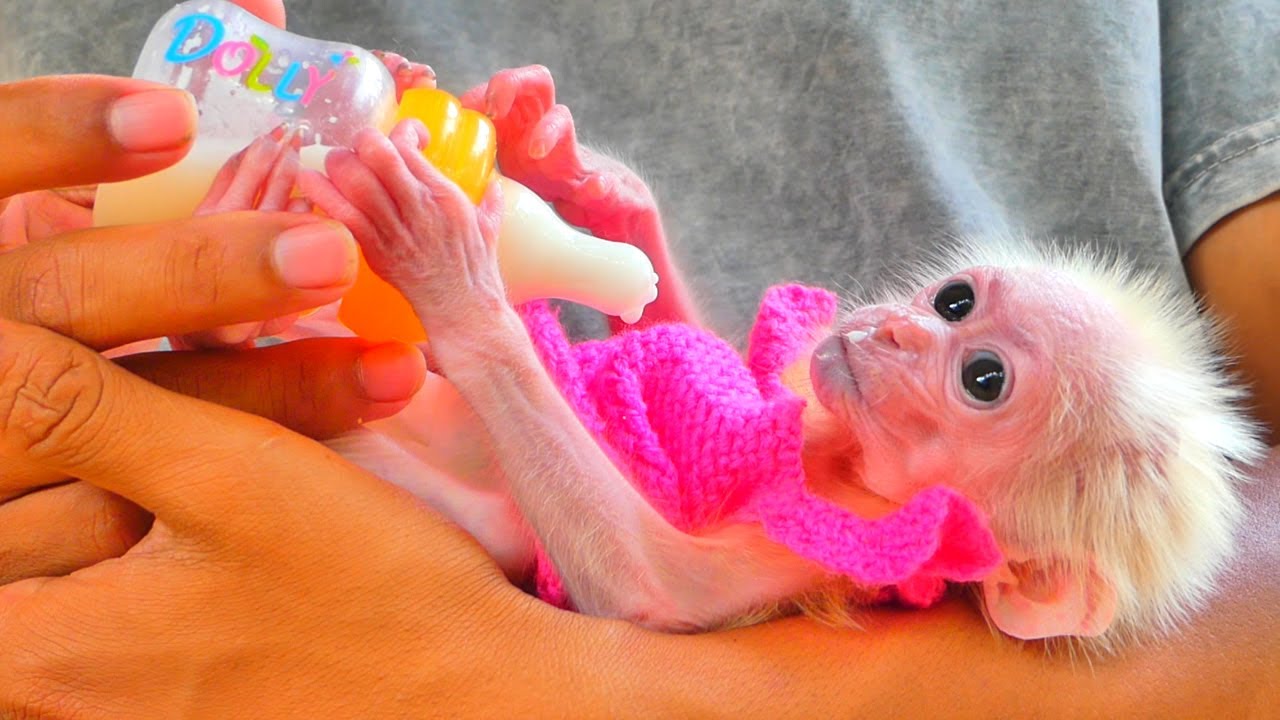 Mom Caring for Kira never careless | Best Take care for the pet Kira monkey