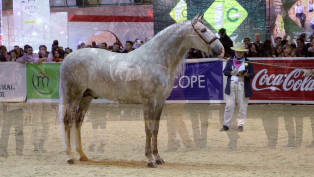 CAMPEONATO DEL MUNDO DE CABALLOS PRE,   SICAB 2019