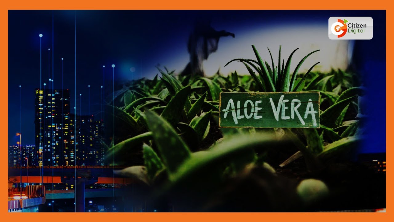 Smart Farm| Aloe Vera farming in Baringo County