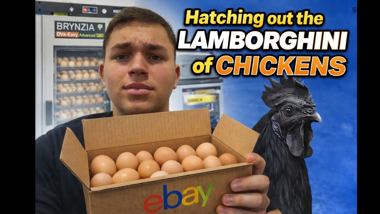 We hatched out the Lamborghini of Chickens, the AYAM CEMANI