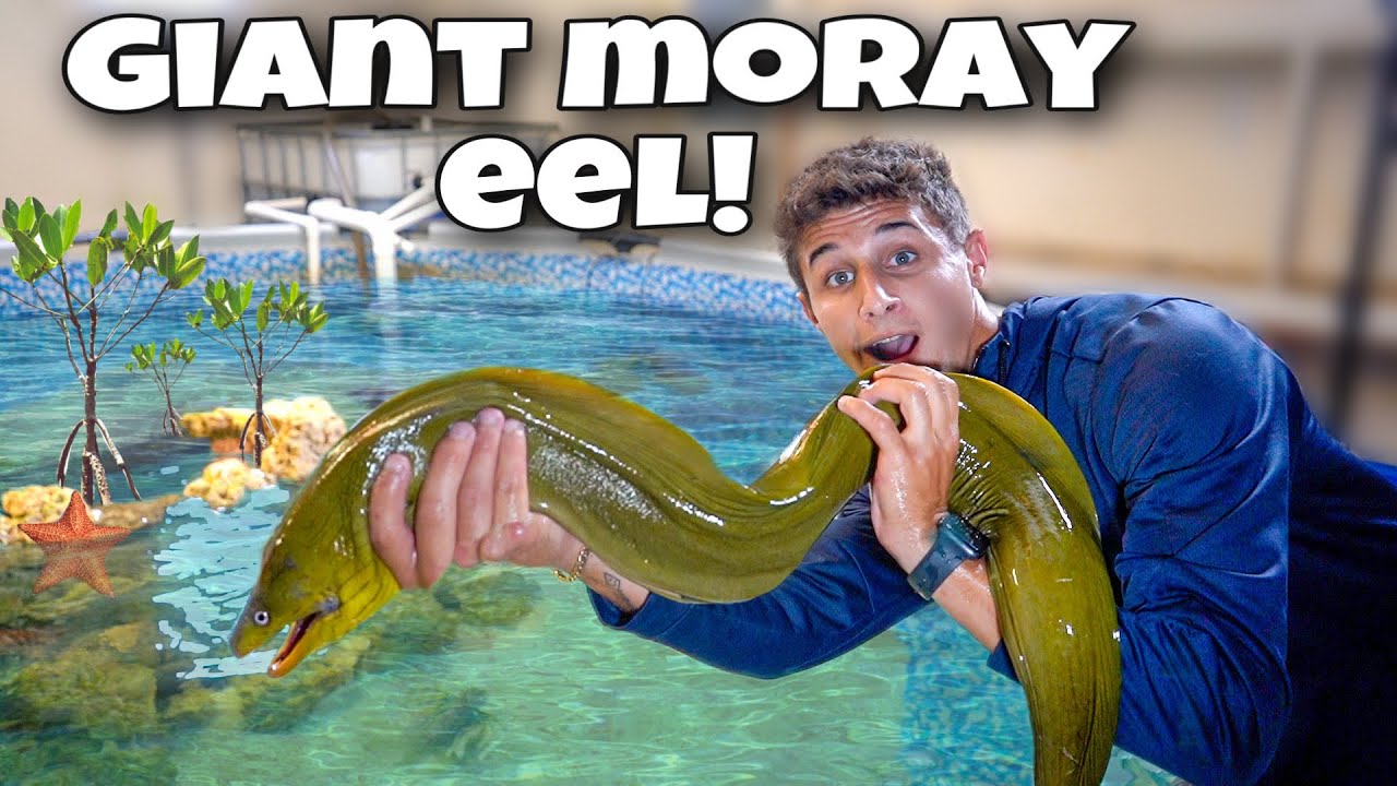 Catching GIANT GREEN MORAY EEL For My POND!!