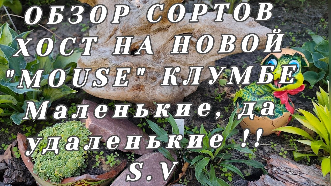 ОБЗОР СОРТОВ ХОСТ 
