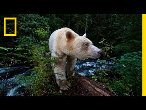 National Geographic Live! - Capturing the Spirit Bear | Nat Geo Live