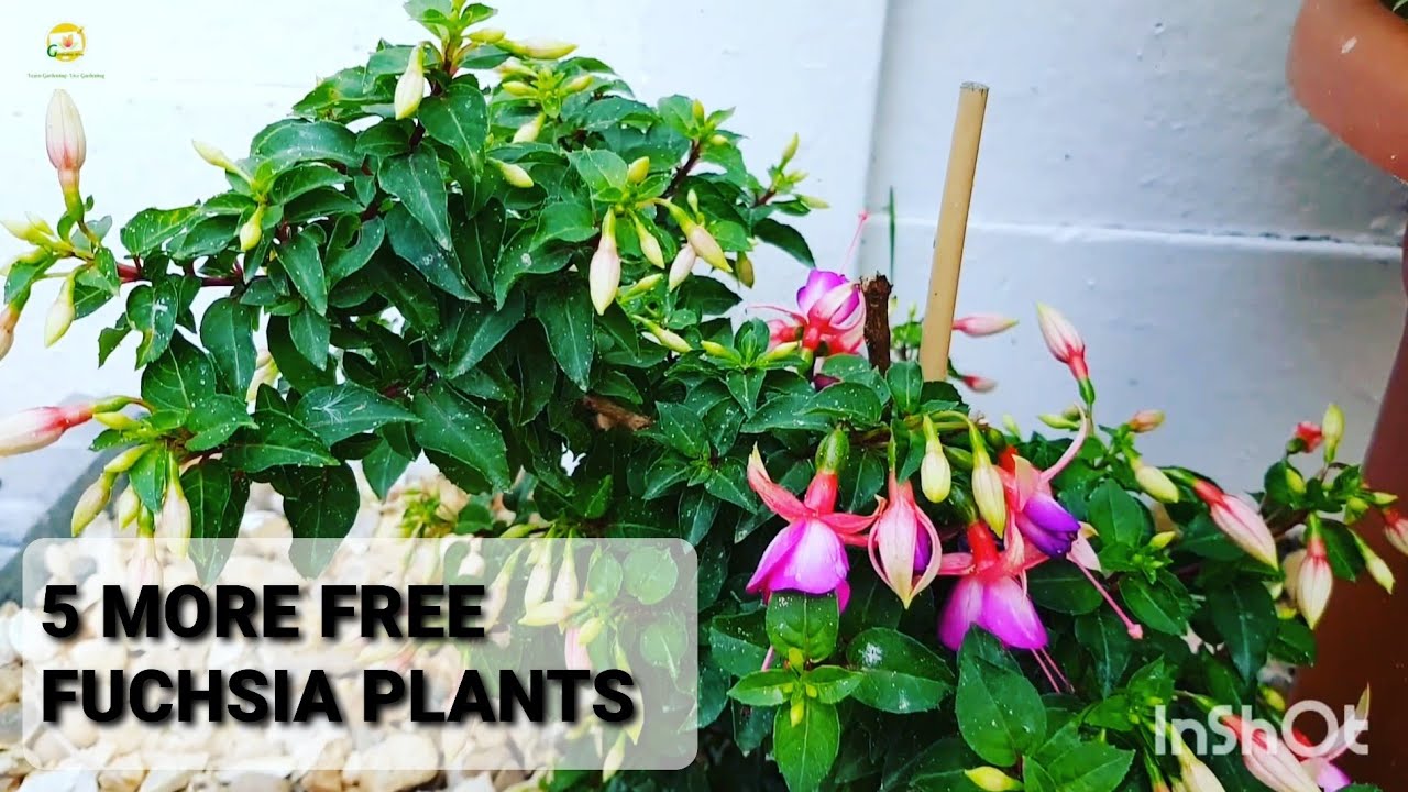 Success rooting Fuchsia cuttings ~ How to propagate Fuchsia plant by stem cuttings Part 2