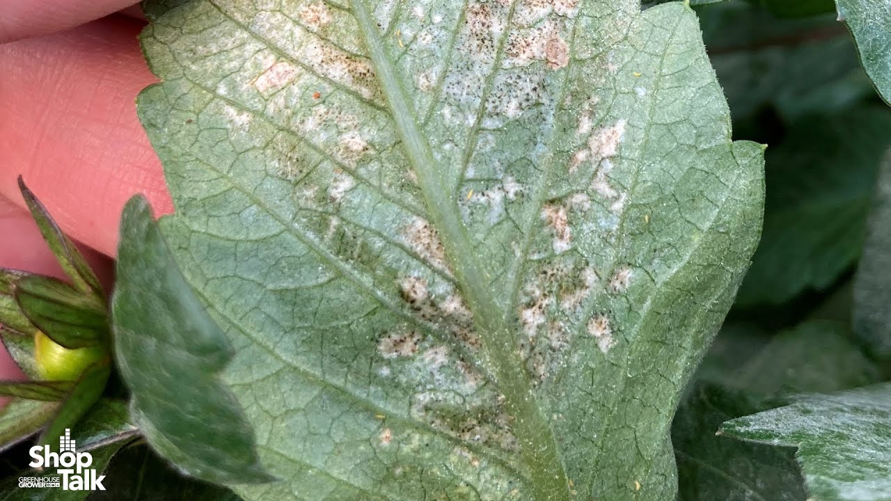 Why a Strict Monitoring Program Is Essential for Thrips Control