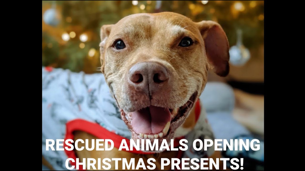 Rescued animals opening Christmas presents!