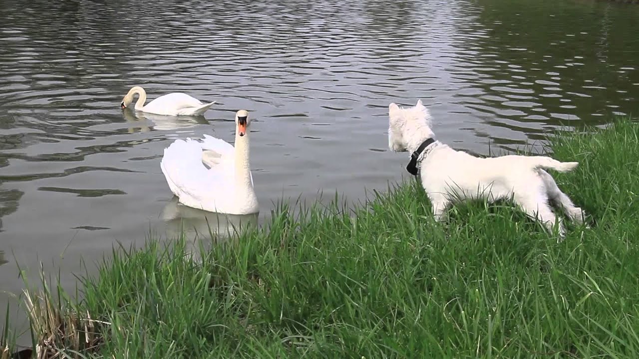 Cygnes et chien