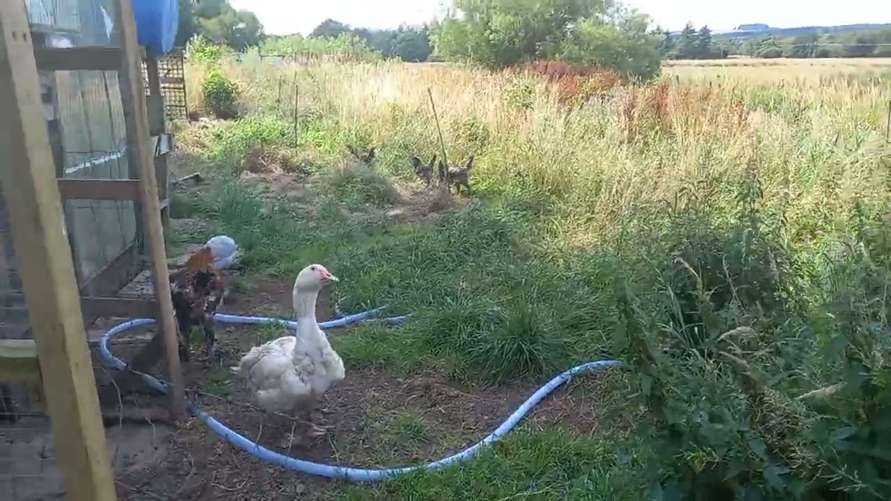 cins tavuklar