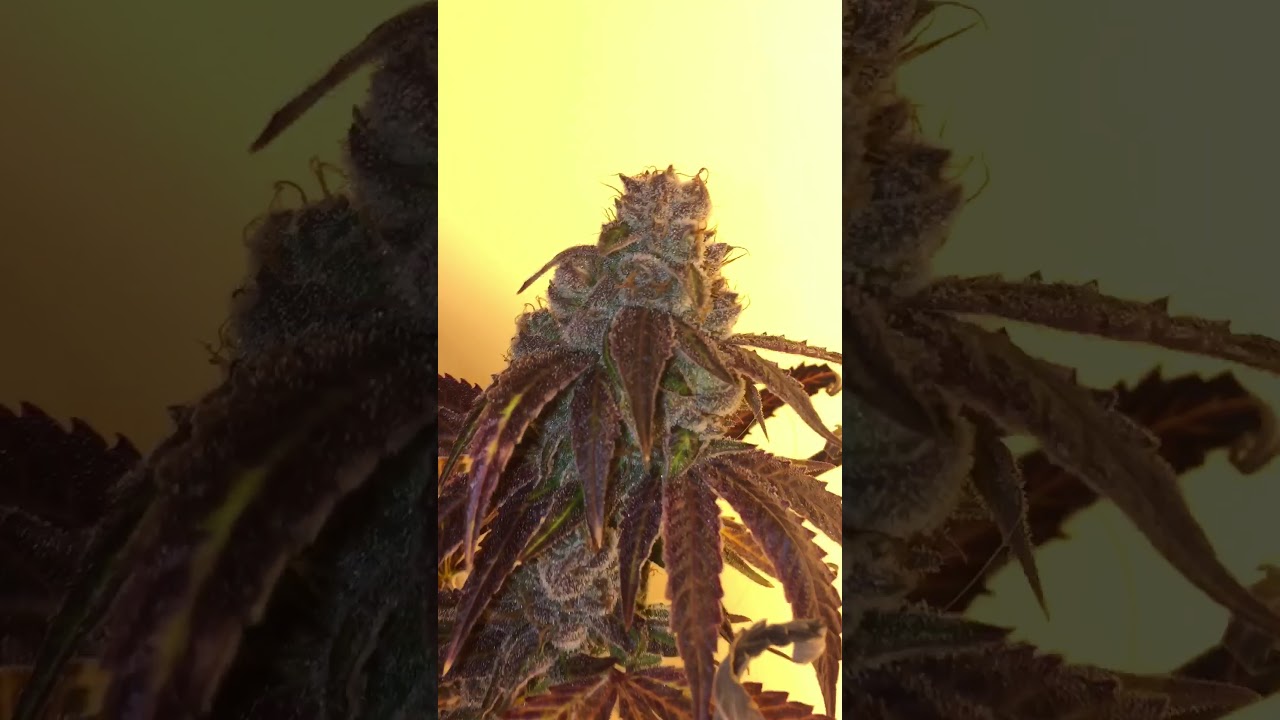 Michigan indoor cannabis grow in house genetics banana og