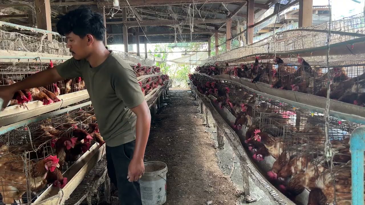 4 minutes for feed 500 chickens