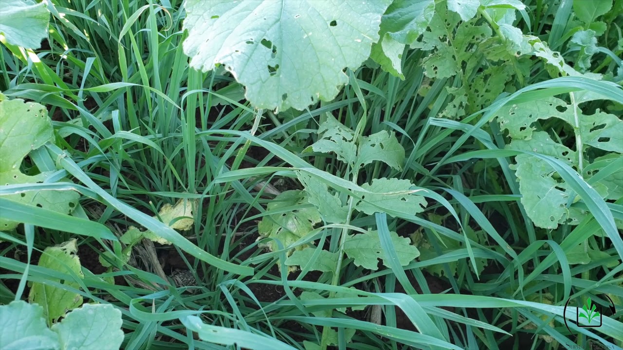 Aveia + Nabo: Mix de Coberturas como Possibilidade no Manejo Integrado de Plantas Daninhas