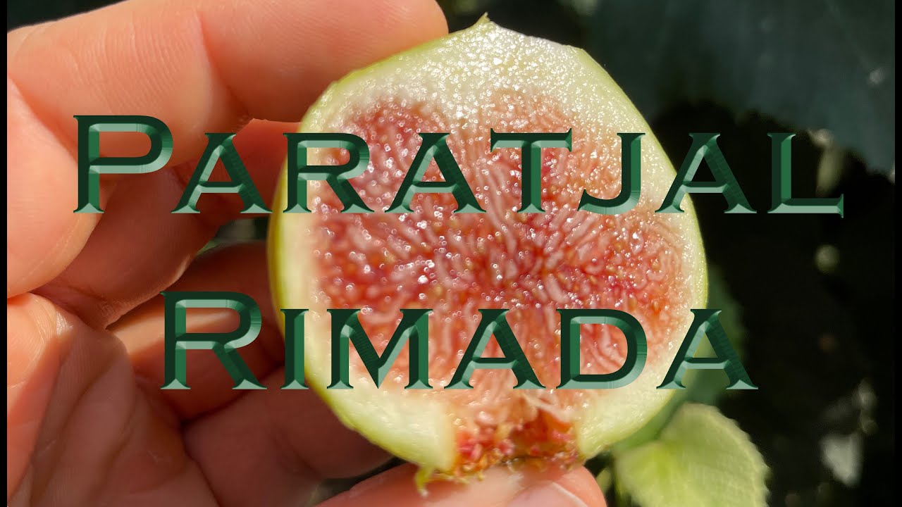 Paratjal Rimada and Fig Search