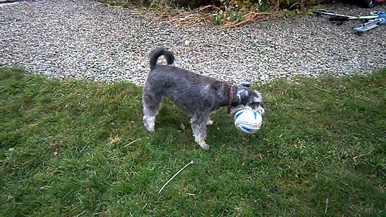 Miniature Schnauzer & Tibetan Terrier (Stanley & Cosmo)