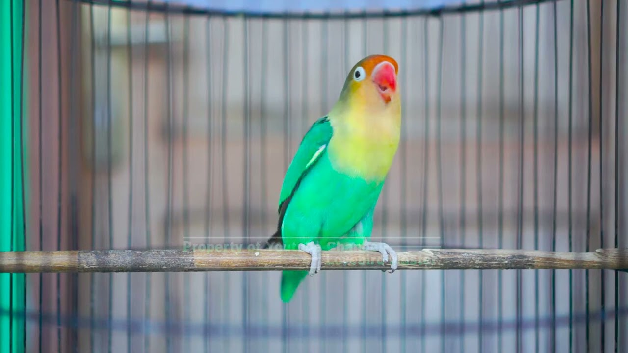Pancingan Lovebird Ngekek Panjang Ampuh Lovebird Manapun Jadi Gacor dan Rajin Bunyi Panjang