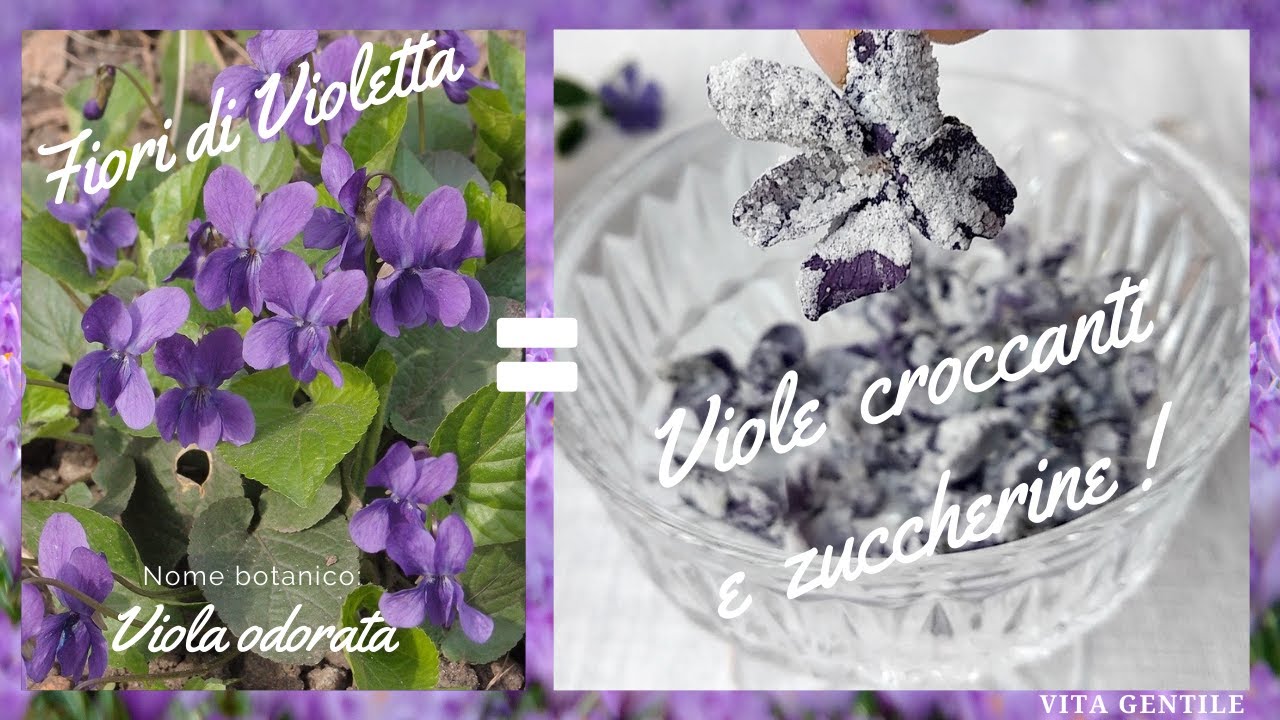 Violette brinate!Ricetta valida per petali di fiori misti da utilizzare come decorazioni sui dolci!!