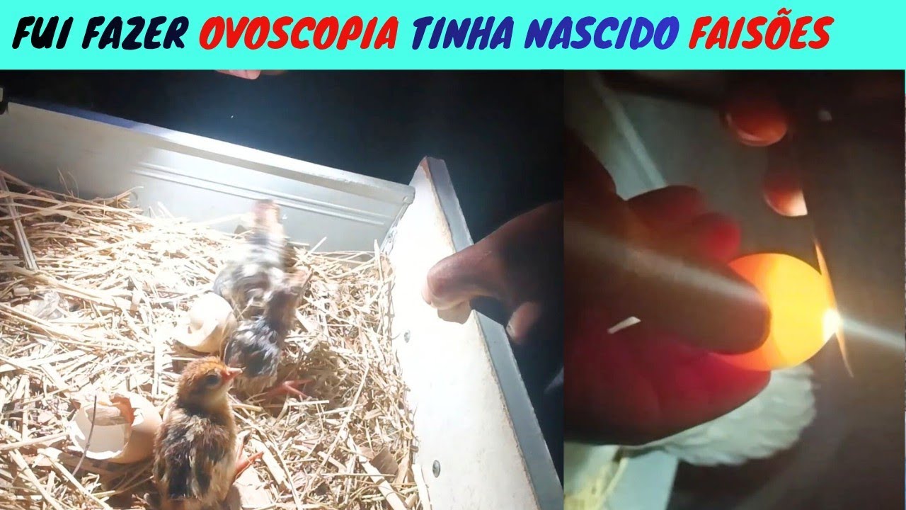 Como Criar FAISÕES X FAISÃO PRATEADO Como Fazer Ovoscopia nos ovos de Faisões do jeito Certo.