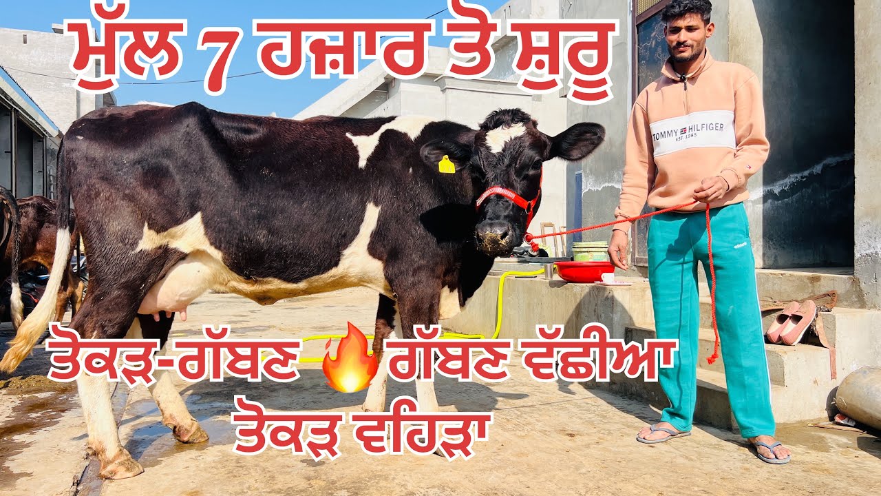 ਮੁੱਲ 7 ਹਜ਼ਾਰ 🔥 ਸਾਰੇ ਪਸ਼ੂ ਵਿਕਾਉ-All animals for sale #brardairyfarmmoga 