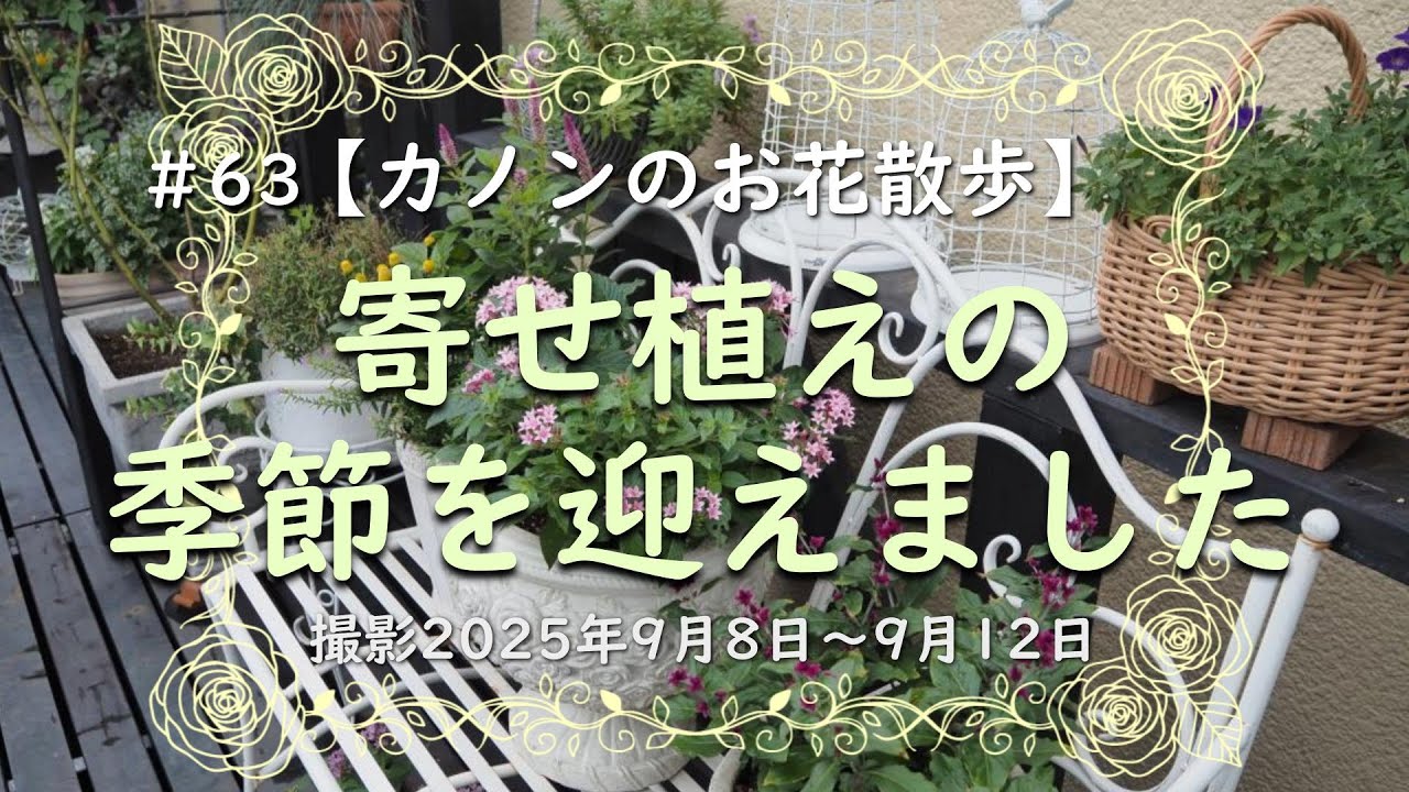 ＃63　秋のガーデニング　・花壇を秋色に植え替え　・いろいろな鉢に寄せ植え　・ダンギク、ハナトラノヲ、ねこのひげ、アジアンガーデン、スピランサスたまごぼーる、クフェアなどと銅葉のリーフなど