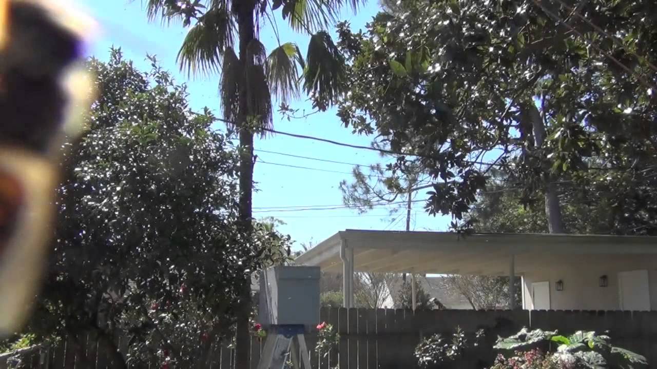 JPthebeeman & Schawee Shake A Swarm Of Bees