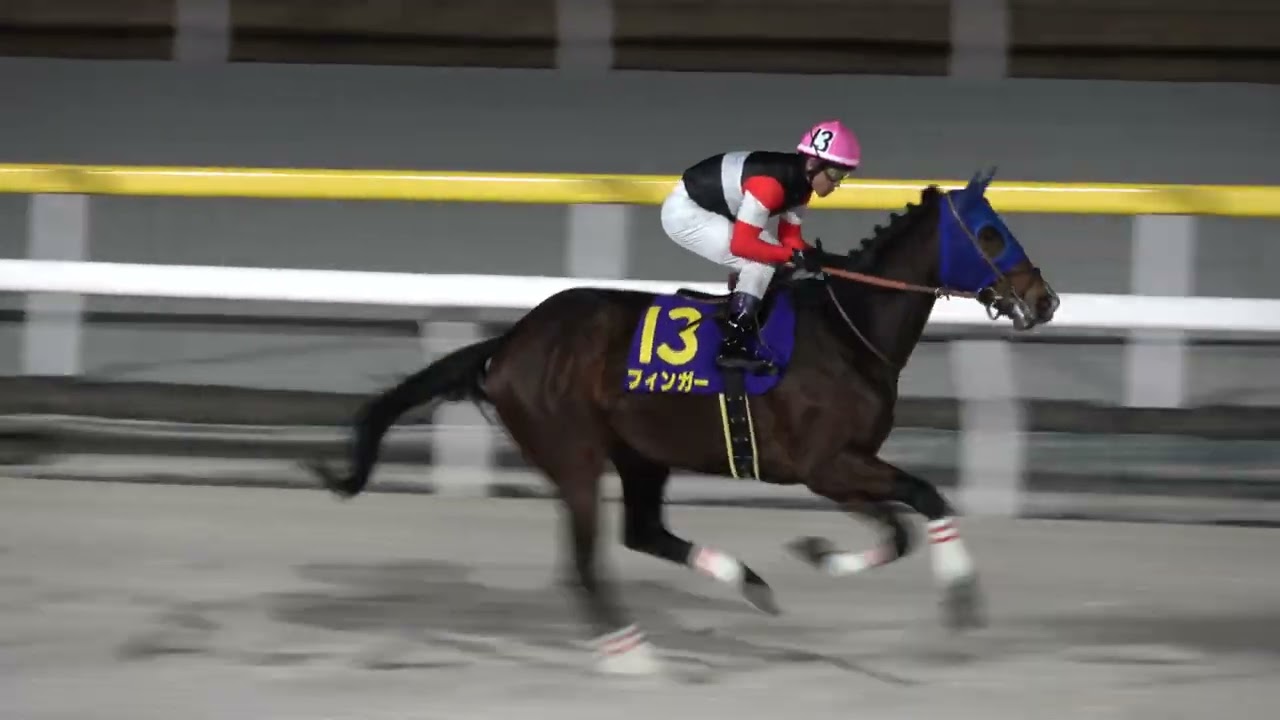 【ブルーバードカップ2026】本馬場入場 誘導馬が可愛い 現地映像 ⑬フィンガー