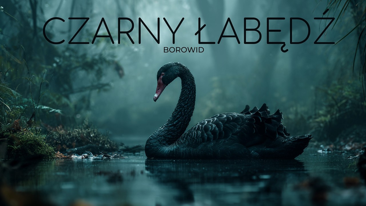 BOROWID - Czarny łabędź