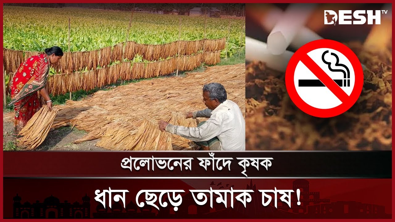 কোম্পানীর প্রলোভনে ফসলি জমিতে তামাক চাষ | Kushtia | Tobacco Cultivation | News | Desh TV