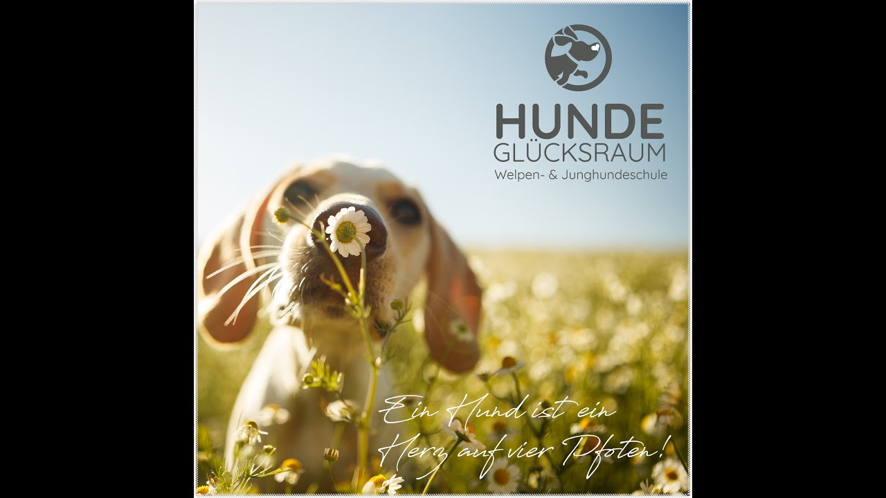 Alltag mit Hund  - Alltagstaugliches Hundetraining