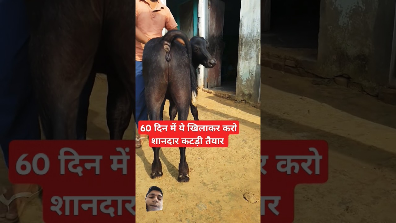 60 दिन की  Female Murrah Calf with Top Quality at Buffalo Dairy Farm