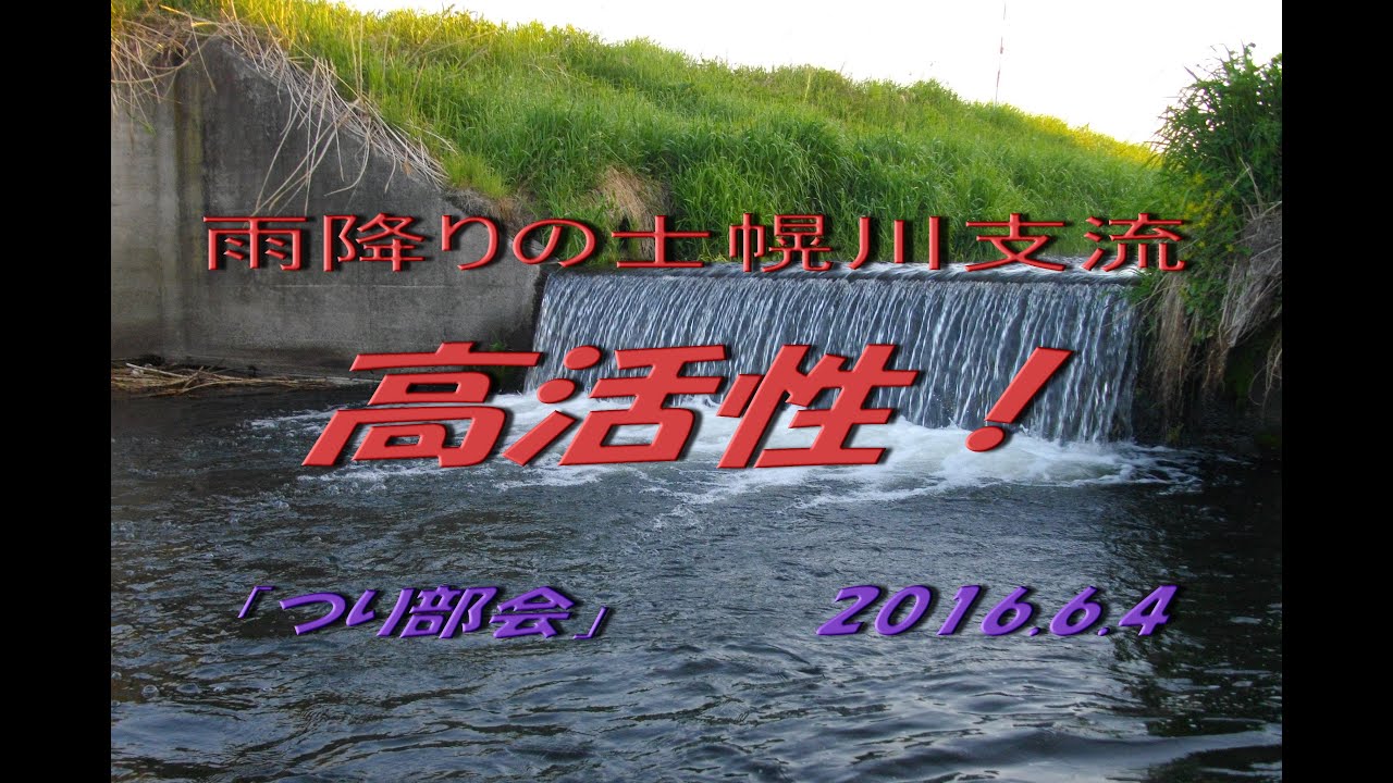 2016.6.4　「つり部会」　雨降りの士幌川支流　高活性　ブラウントラウト釣り