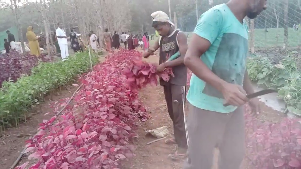 ചീര വിളവെടുപ്പ്