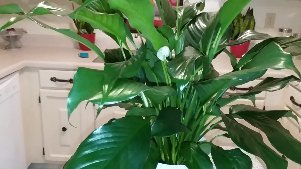 Here's How to Start a Peace Lily Plant Collection | Peace Lily Care for Beginners | Part 2
