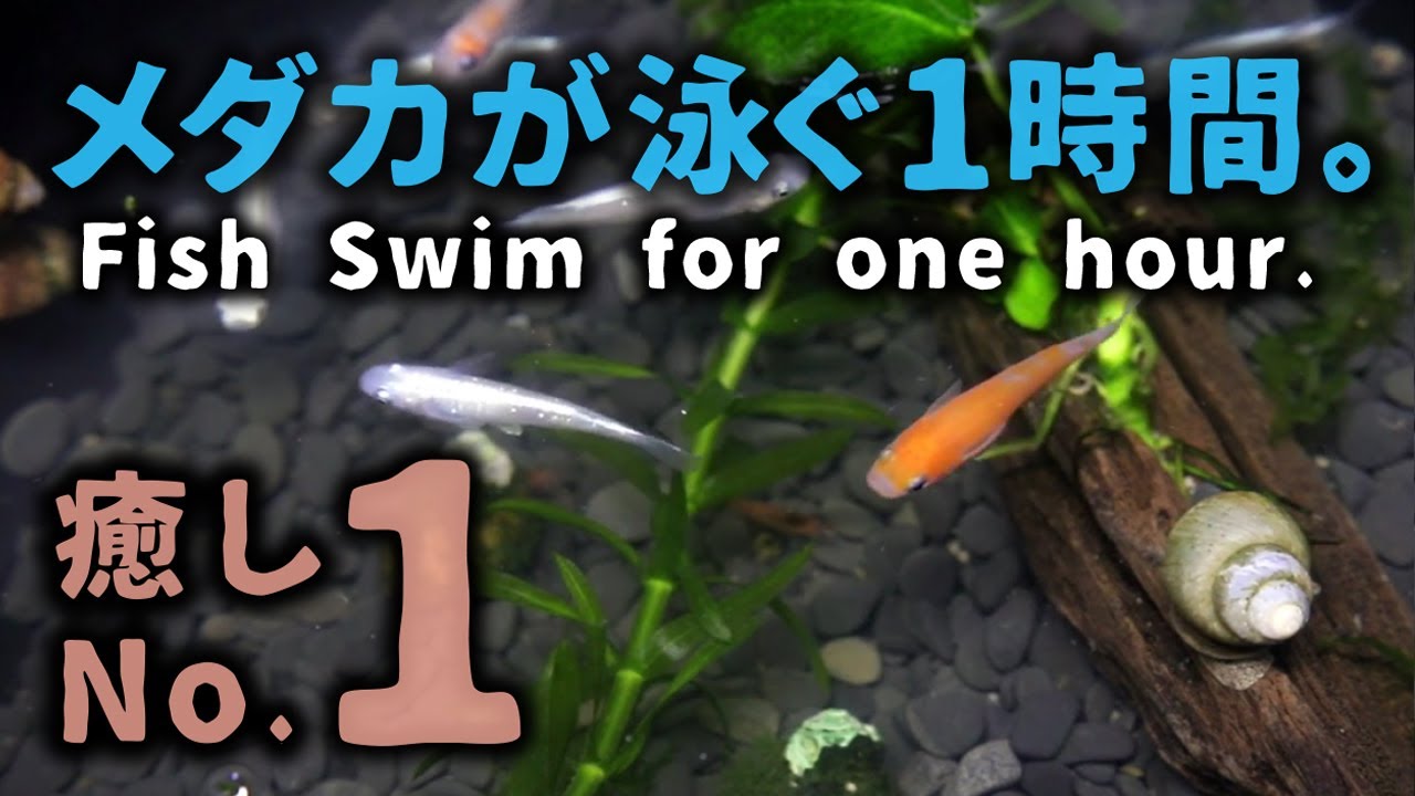 メダカが泳ぐ癒しの1時間。1　1 HOURS of Relaxing Aquarium Fish