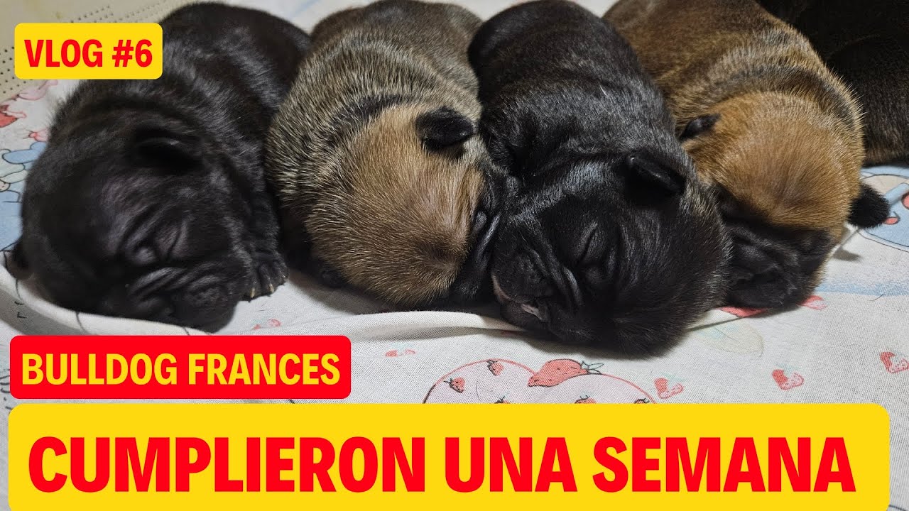 VLOG #6 BULLDOG FRANCES PRIMERA SEMANA DE VIDA CACHORROS