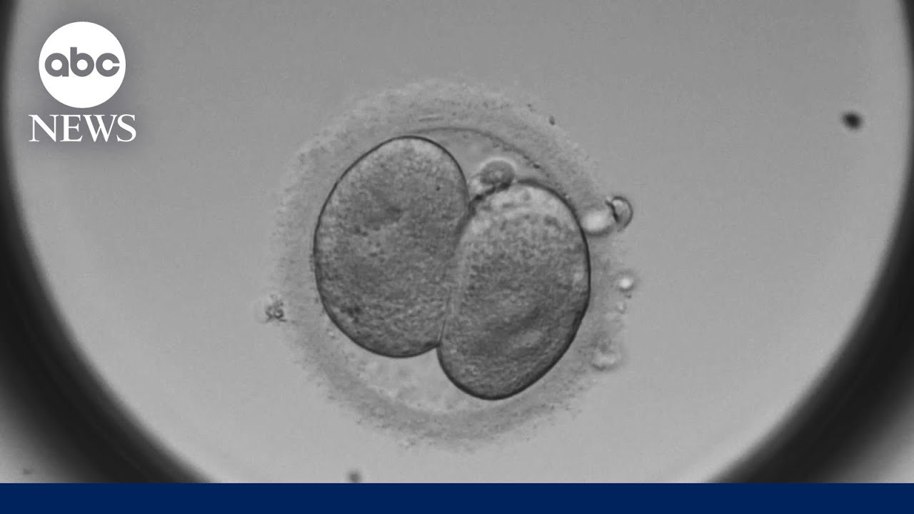 IVF in the spotlight
