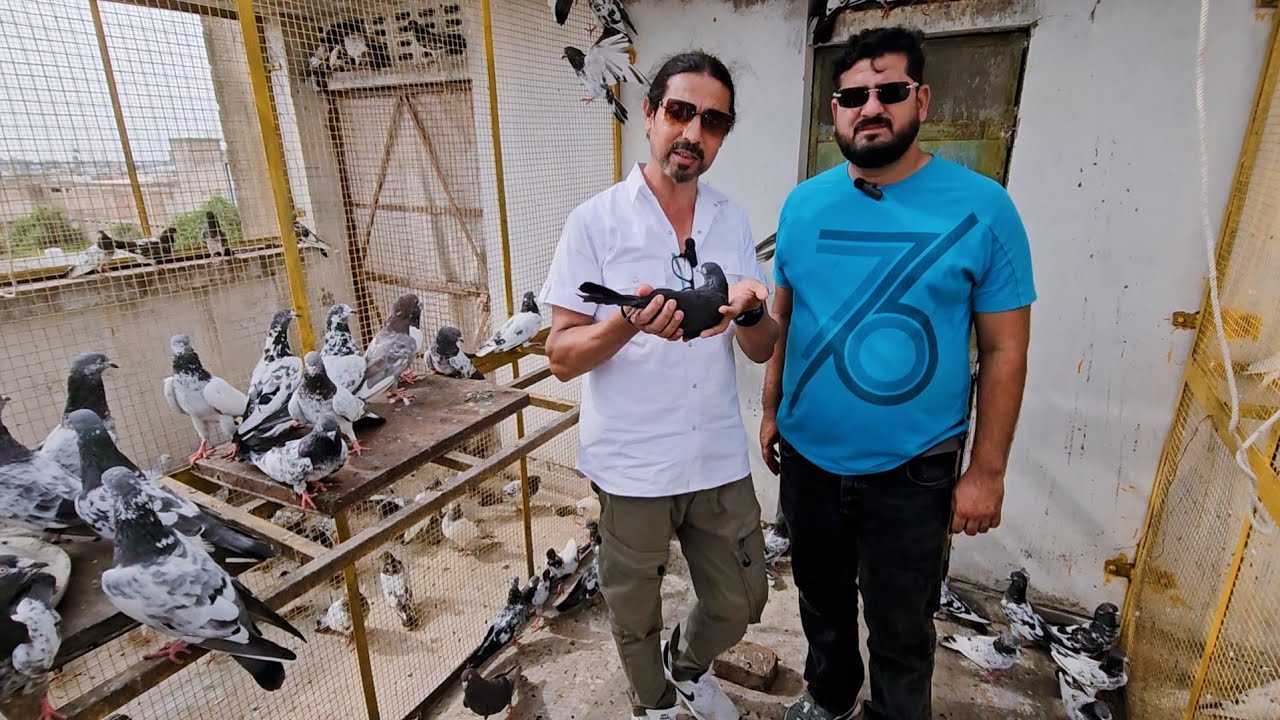 Kabootar Ka Zabardast Shauq | कबूतर का | जबरदस्त शौक़ |Jaipur tonk pigeons