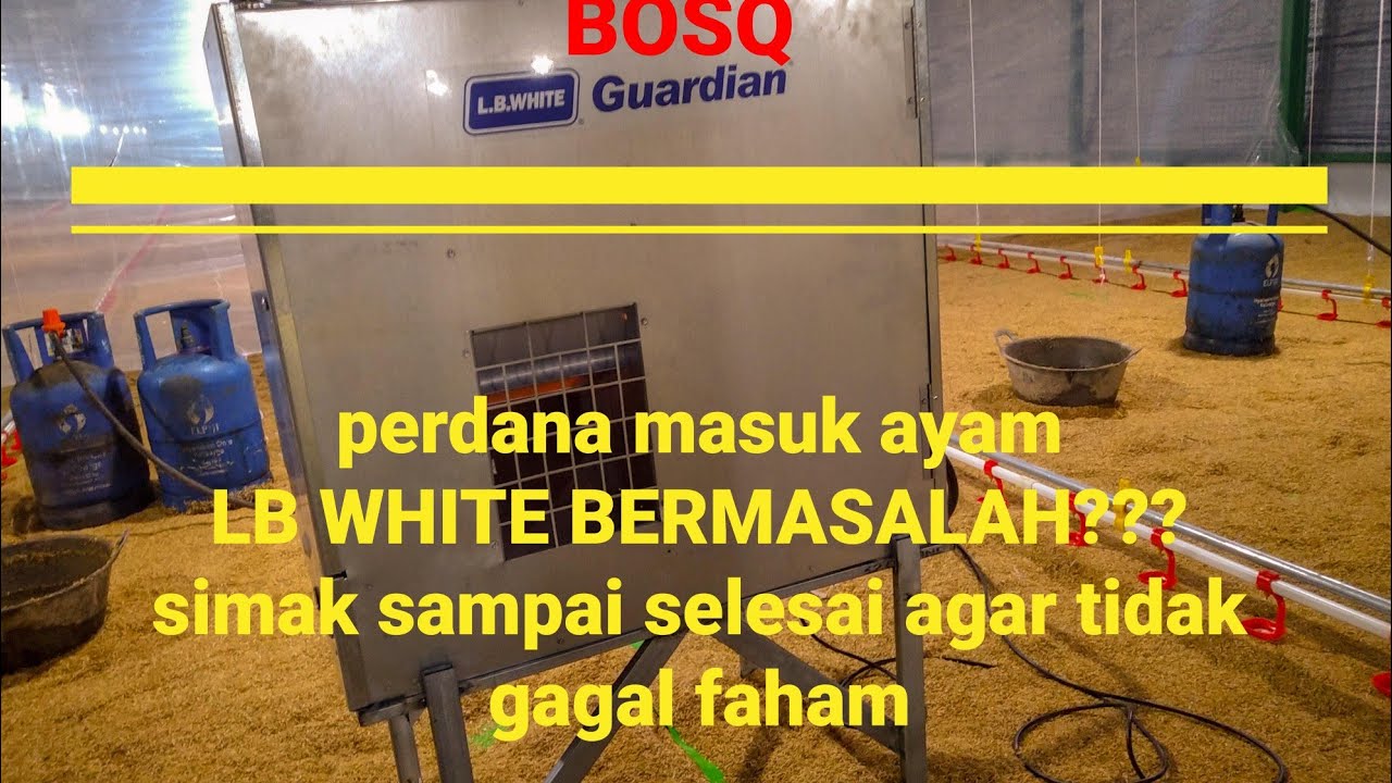 Chick in doc perdana pemanas otomatis bermasalah